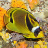 Chaetodon lunula : 4-6 cm